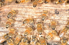 이영보 박사의 곤충이야기<34> 꿀벌들의 선풍행동