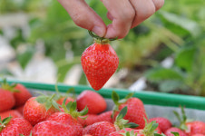 청년창업농 경영실습 임대농장, 만족도 높다