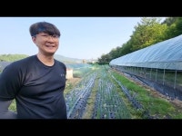 로컬푸드 직매장으로 출하, 청주의 홍윤기 대표