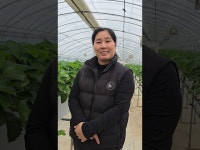 완주 딸기연구회, 송현선 회장의 런너작업