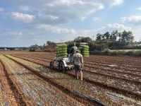동부농업기술센터, 양파 기계정식 확대