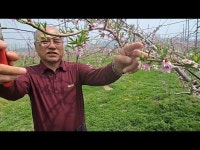 이상기후 속에 복숭아 적뢰, 적화는 언제 할까요