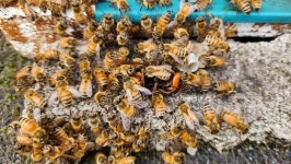 곤충이야기<54>장수말벌 죽이기