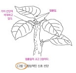 배 과원 관리<37> 밑거름