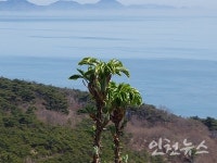 청정해역 옹진군 문갑도 벙구나물 드시러 오세요