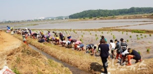 인천 연희공원 친환경 논농사 무료체험..성황