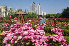 송도 해돋이공원 50만송 장미원  인기