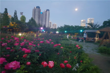 송도 해돋이공원 50만송 장미원  인기