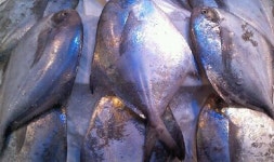 서부길 작가의 수필 어물 이야기