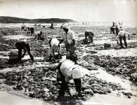 서부길 작가의 수필 조 개 탕