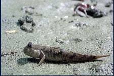 서부길 작가의 망둥이