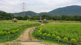 인천대공원, 소래습지 염전길...가을이 성큼