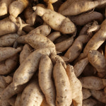 서부길 작가의 고구마