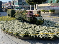서구, SL공사와 국화전시회