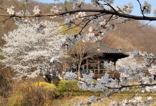 남양주 진접 금곡1교 하천길 벚꽃-개나리꽃 만개