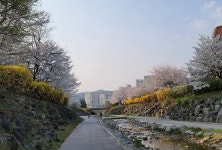 남양주 진접 금곡1교 하천길 벚꽃-개나리꽃 만개