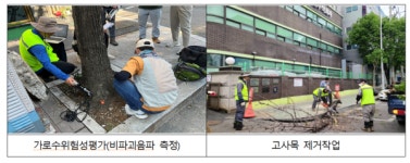 인천시, 가로수 일제 조사해 13만 7천여 그루 정비하기로