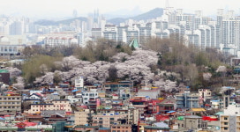 인천 중구, 자유공원 벚꽃축제 일주일 연기...4월 12일 개최