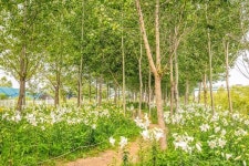 계양아라온 포시즌가든, 10만 송이 백합의 향연 속으로 초대