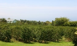 코나헤이븐 강북점, 성균관대 인근 분위기 있는 카페로 인기몰이