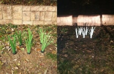 네오그린, 사업다각화 지원 사업 통해 빛 반사 식물 풀잎 개발