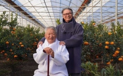 제주 현재농장, 구분 수확 및 현재농법 기반 신품종 현타귤 개발