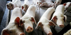 북한서 아프리카돼지열병 발생…농식품부 신속 예방대책 시행