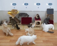 펫몽, 캣츠몽 고양이 원목 스크래처 4종 일반 판매 실시