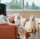 펫 전용 호텔 ‘키녹’, 오픈 6개월만에 ‘명예의 전당’