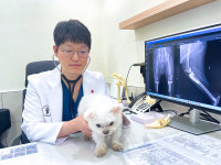 강아지 십자인대 파열, 조기 발견과 예방이 먼저