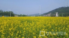 안산 구봉도 입구 유채꽃 절정