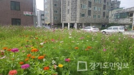 양주 남면 신산리 일원 백일홍 등 가득