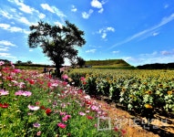 5회 연천남면 통일바라기축제