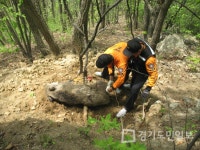 도봉구 농장에 멧돼지떼 출몰, 수시로 출몰 멧돼지 사망사고도!