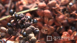 최불암과 떠나는 한국인의 밥상, 지리산 제피와 방아, 황금보다 귀한 향, 사프란, 김제 양하!