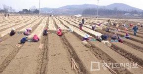 강화고려인삼 생산기반 조성