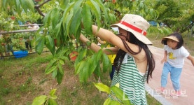 수원시농업기술센터 과수공원서 오감체험 즐겨요