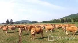 파주시, 축산농가 사료구매 자금 신청