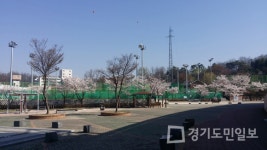 동두천시 종합운동장 벚꽃 만개