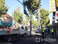 부천시, 은행나무 암나무→수나무 교체