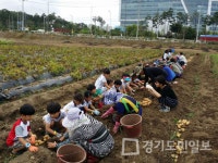 성남시, 성남시민농원 감자 캐기 행사