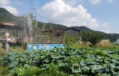 양주시 장흥면 삼상리 일원서  천생연분마을 연꽃 인연축제