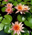 구리시, 구리한강시민공원 개천 연꽃단지 조성