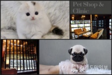 프리미엄 애견샵 미유펫, 강아지분양, 고양이분양시 최대 85% 할인 이벤트 선보여