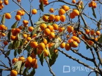 강화군 토종 장준감 본격 수확