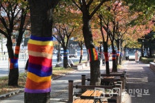 군포시,  뜨개옷으로 가로수 190주 관리