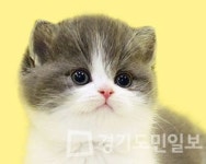 프리미엄 고양이 분양샵 나비캣, 인물검사와 건강검진 등 다양한 서비스로 애묘인의 마음을 사로잡아