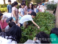 용인시 신일초교 학교 텃밭 수업 인기