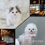 1:1로 진행되는 맞춤 강아지분양, 고양이분양 애견샵 미유펫, 할인 이벤트 시행