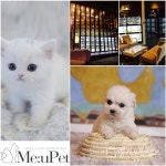 프리미엄 애견샵 미유펫, 올바른 선진반려문화를 위해 고양이분양, 강아지분양시 거품없는 분양가 선보여